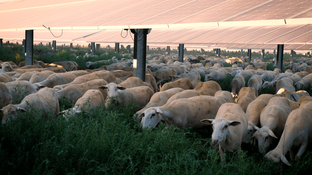 Agrovoltaica en El Economista