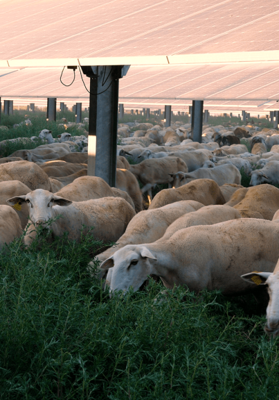 Agrovoltaica en El Economista