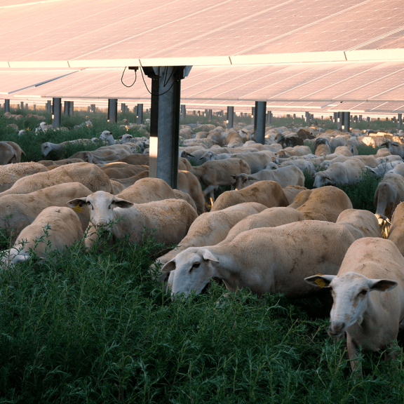 Agrovoltaica en El Economista